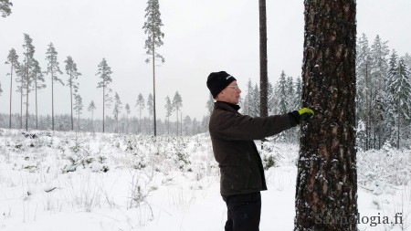Hirsiveistäjä Kari Peltola mittaa potentiaalista rakennuspuuta metsässä